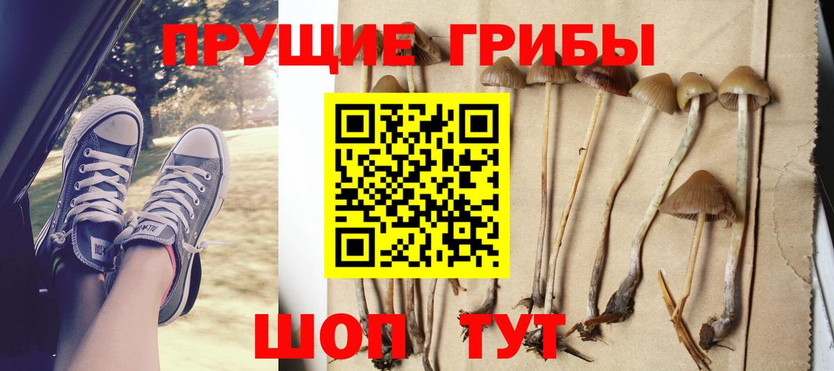 Галлюциногенные грибы Psilocybine cubensis Кизилюрт